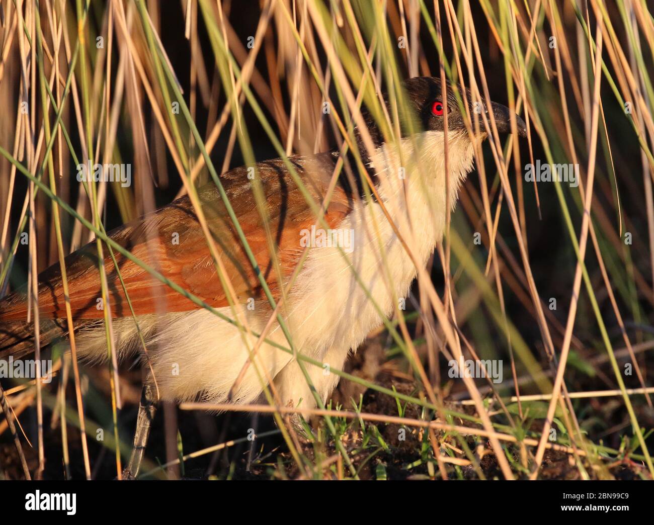 Uccelli del Botswana Foto Stock