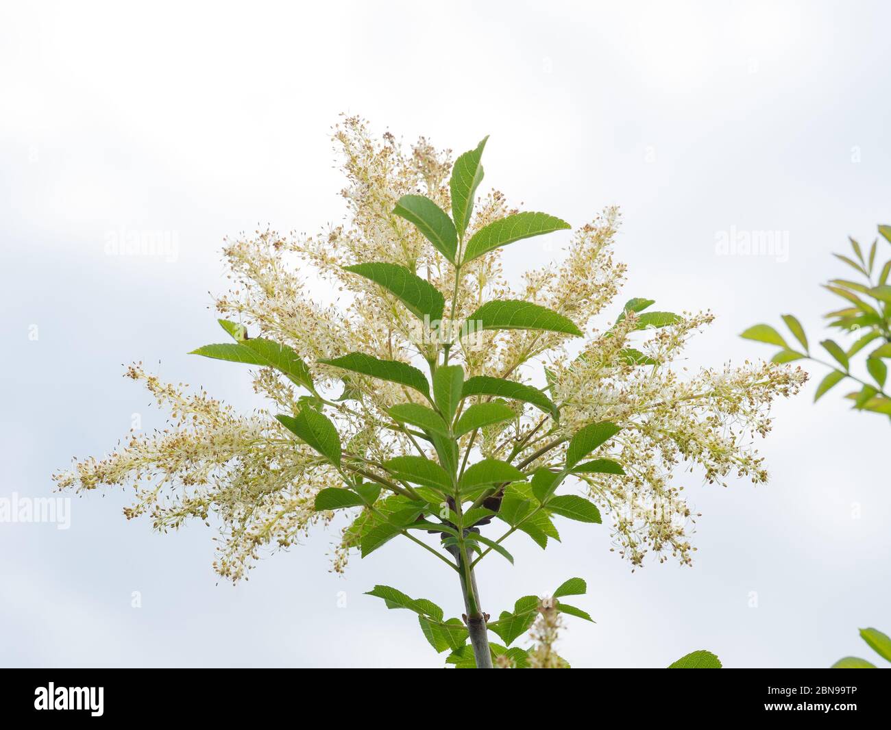 Ramo di cenere pieno di fiori e foglie nuove . Sfondo bianco Foto Stock