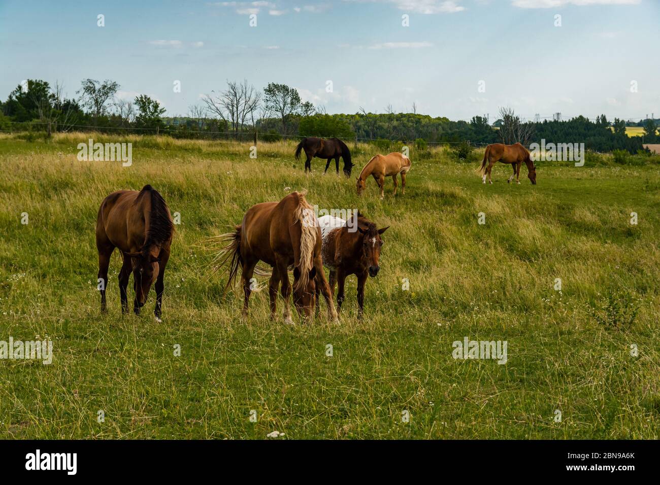 Cavalli fattoria su campo verde Foto Stock