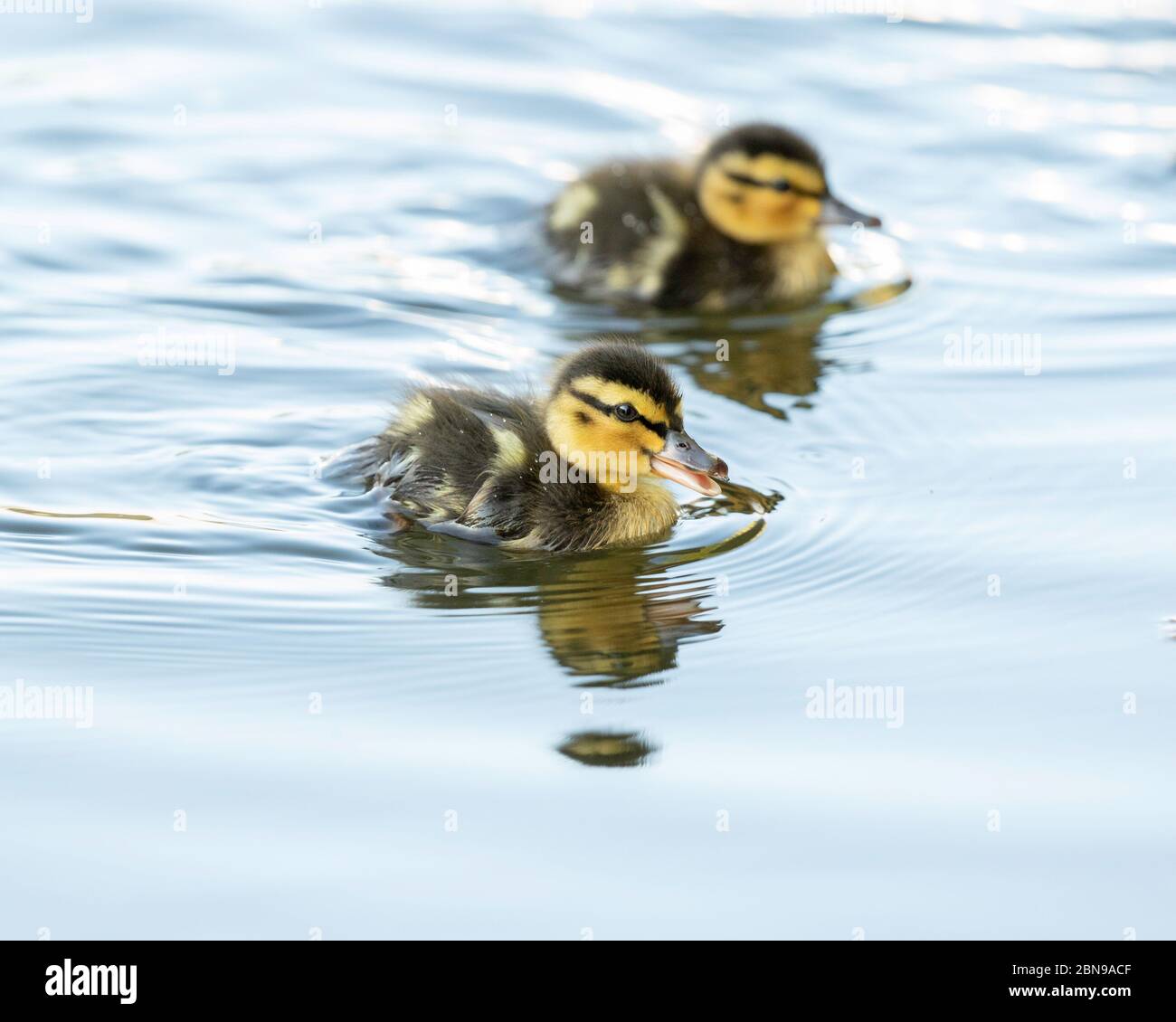 Baby Mallard Ducklings solo pochi giorni Foto Stock