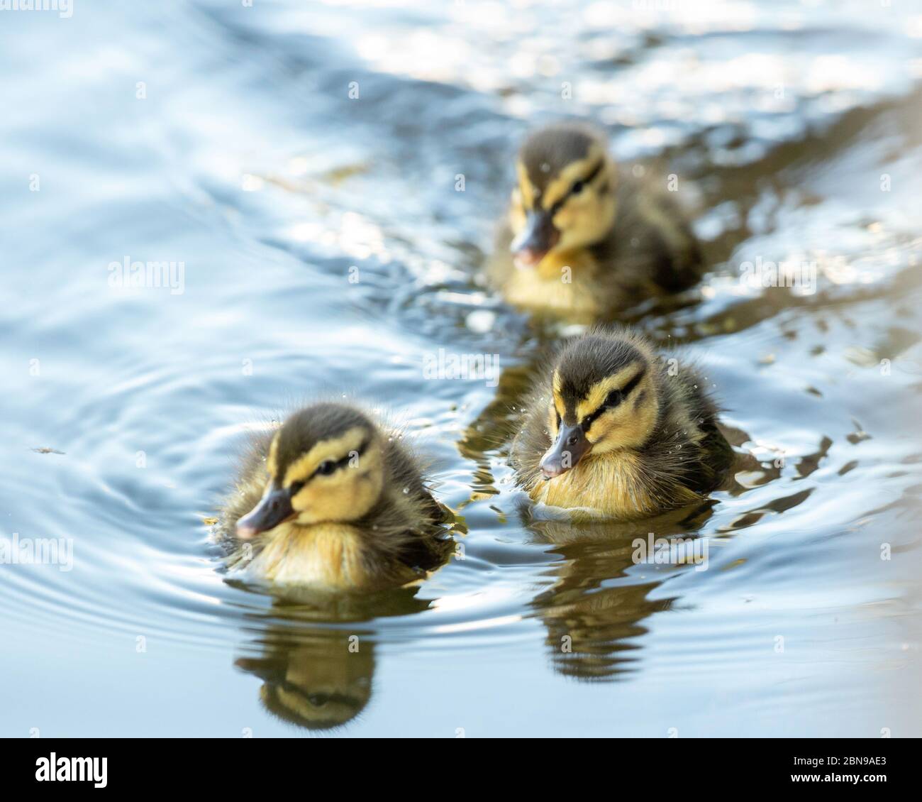 Baby Mallard Ducklings solo pochi giorni Foto Stock