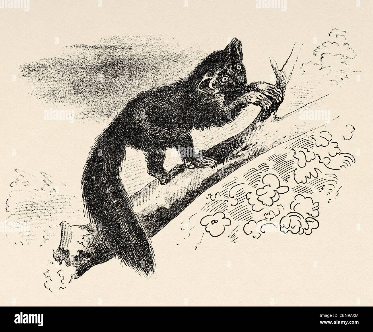 Aye-aye (Daubentonia madagascariensis) primato endemico di strepsyrrrhine del Madagascar, relativo ai lemuri. Antica illustrazione animale incisa 19 ° secolo Foto Stock