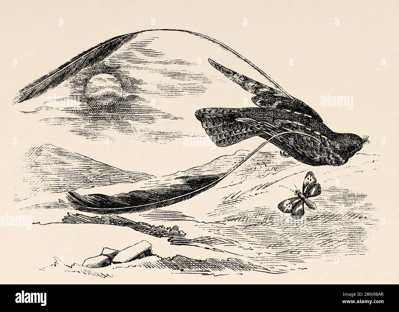 Il nightjar (Caprimulgus vexillarius), una specie di uccello caprimulgiforme appartenente alla famiglia dei Caprimulgidae. Antica illustrazione animale incisa 19 ° secolo Foto Stock