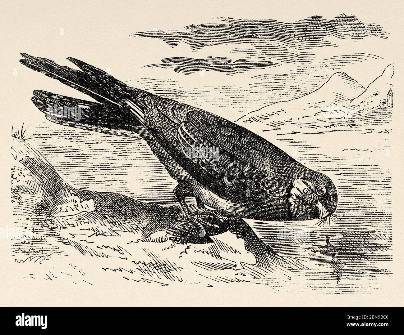 La añapero ñacundá specie di uccelli caprimulgiformi del genere Chordeiles che integra la famiglia dei Caprimulgidae di abitudini notturne. Antica illustrazione animale incisa 19 ° secolo Foto Stock