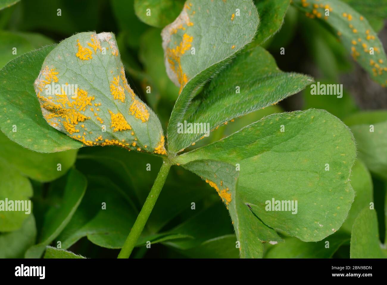 Sorrel o Oxalis Rust Fungus - Puccinia oxalidis sul lato inferiore della foglia di Pink Sorrel - Oxalis articolata Foto Stock