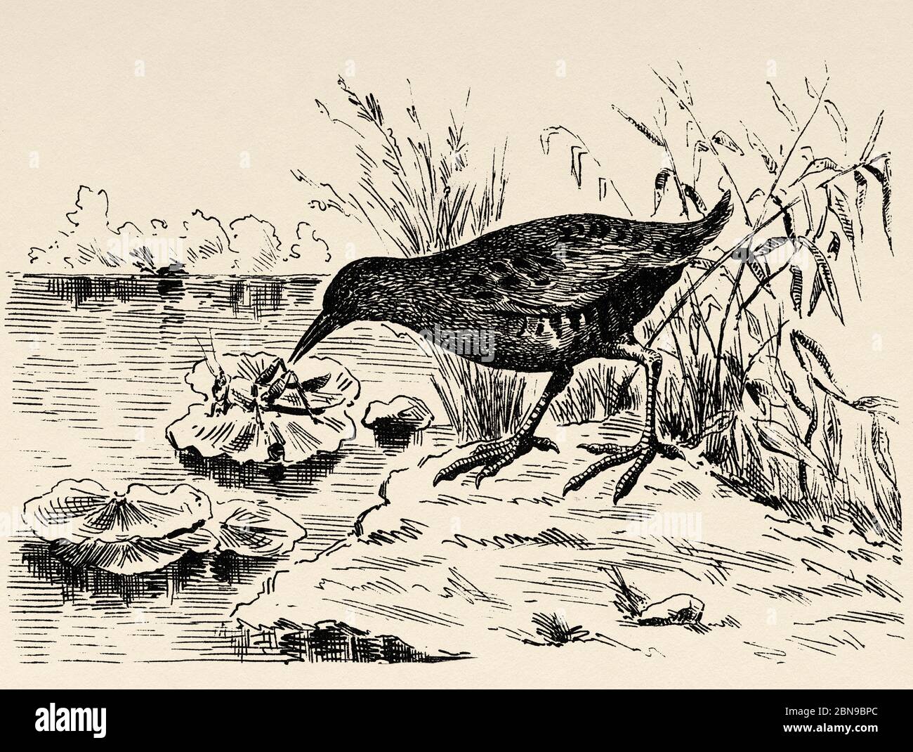 La ferrovia europea o la ferrovia comune (Rallus aquaticus) specie di uccello gruiformi della famiglia Rallidae tipica delle canne e dei letti di canna di Eurasia e dell'Africa settentrionale. Antica illustrazione animale incisa 19 ° secolo Foto Stock