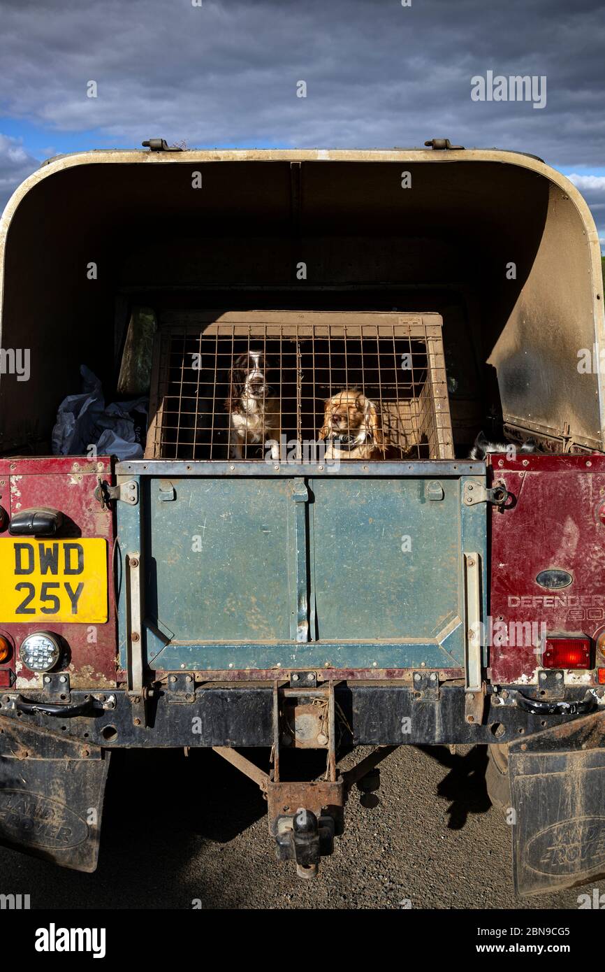Working Dogs in Land Rover, Cocker Spaniel, Walking, Woodland, UK, Puppy, Caccia cane, Escursionismo, Gold Coloured, Grass, Outdoors, May, Bluebell, cute, Foto Stock