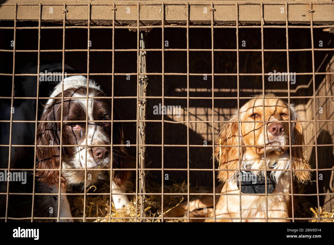 Working Dogs in Land Rover, Cocker Spaniel, Walking, Woodland, UK, Puppy, Caccia cane, Escursionismo, Gold Coloured, Grass, Outdoors, May, Bluebell, cute, Foto Stock