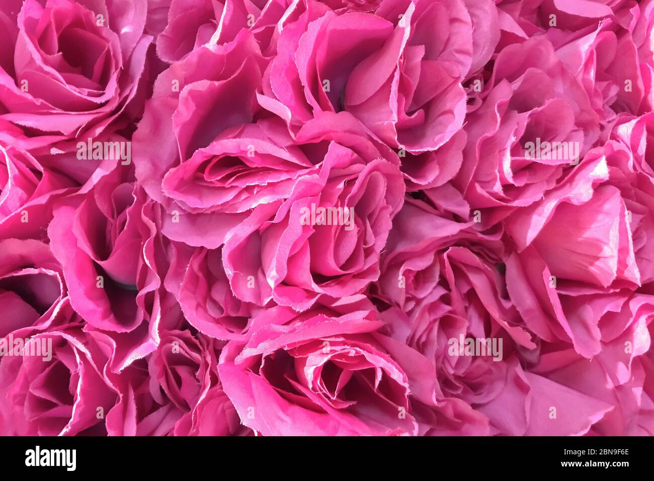 fiori rosa, rose sfondo muro. Primavera estate texture floreale, press-wall, romantica primavera di fondo texture Foto Stock