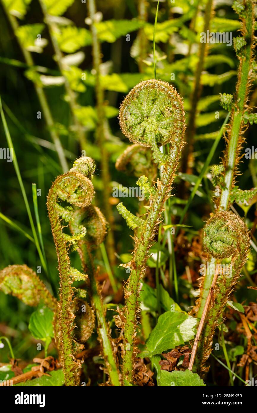 Vista ravvicinata delle fronde di felci (Polipodiopsida o Polipodiophyta) che crescono in un giardino in primavera nel Surrey, nel sud-est dell'Inghilterra Foto Stock