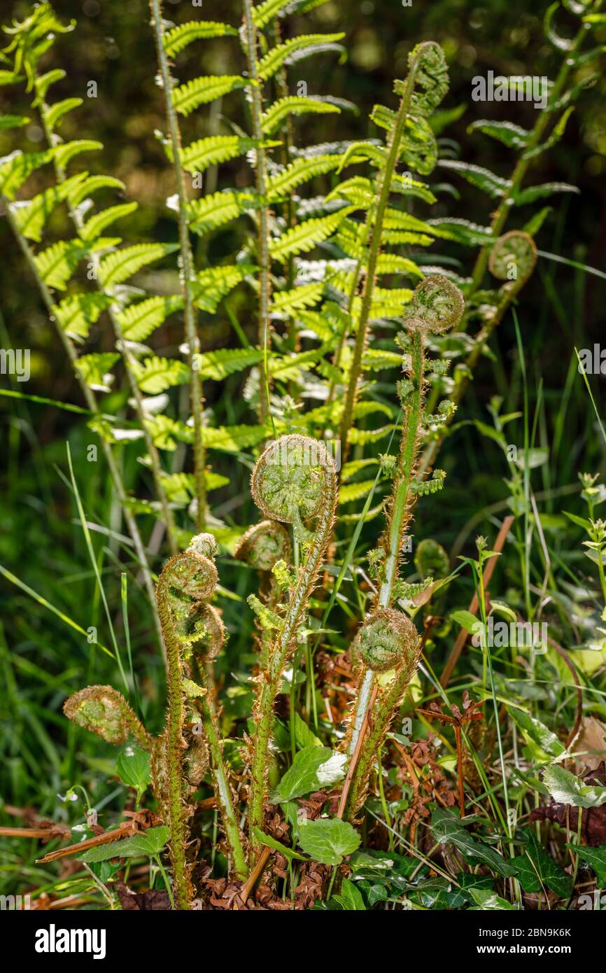Vista ravvicinata delle fronde di felci (Polipodiopsida o Polipodiophyta) che crescono in un giardino in primavera nel Surrey, nel sud-est dell'Inghilterra Foto Stock