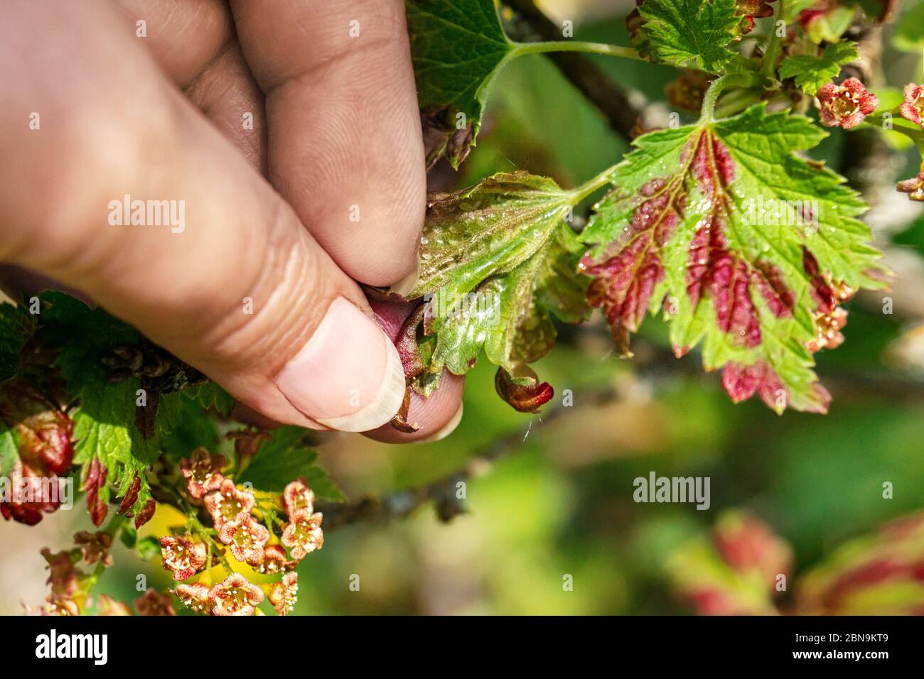 Afidi galliche sulle foglie di curry. Controllo di parassiti di giardino e di orto. Foglie di curry colpite dalla peste. Foto Stock