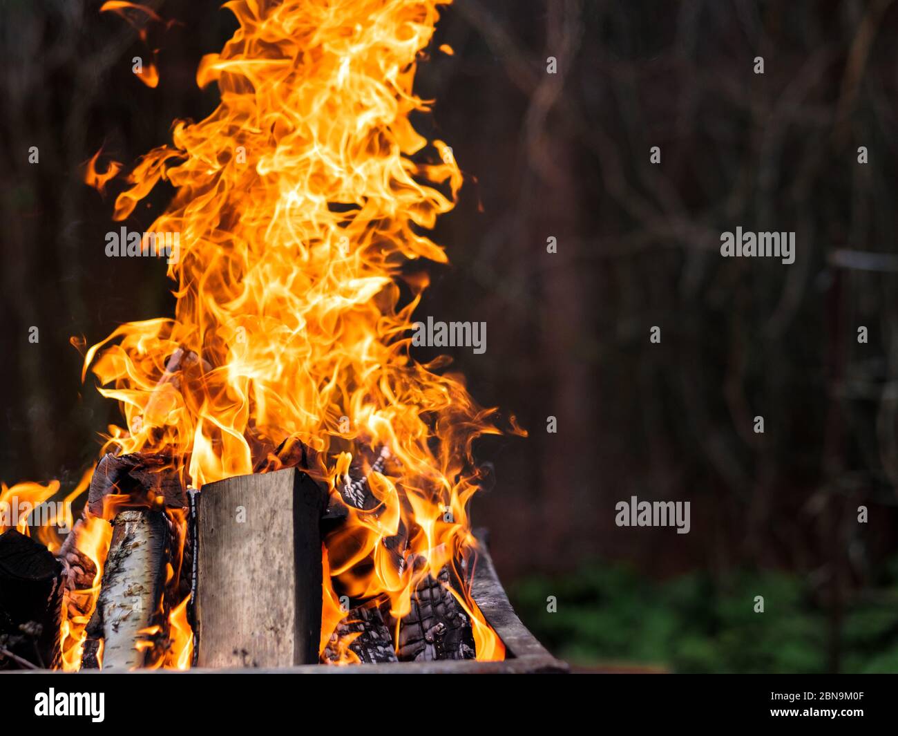 Una fiamma arancione brillante di fuoco brucia su uno sfondo scuro. Legna da ardere di betulla. Le linguette di fuoco che si infiammano si impadano. Calore intenso. Foto Stock