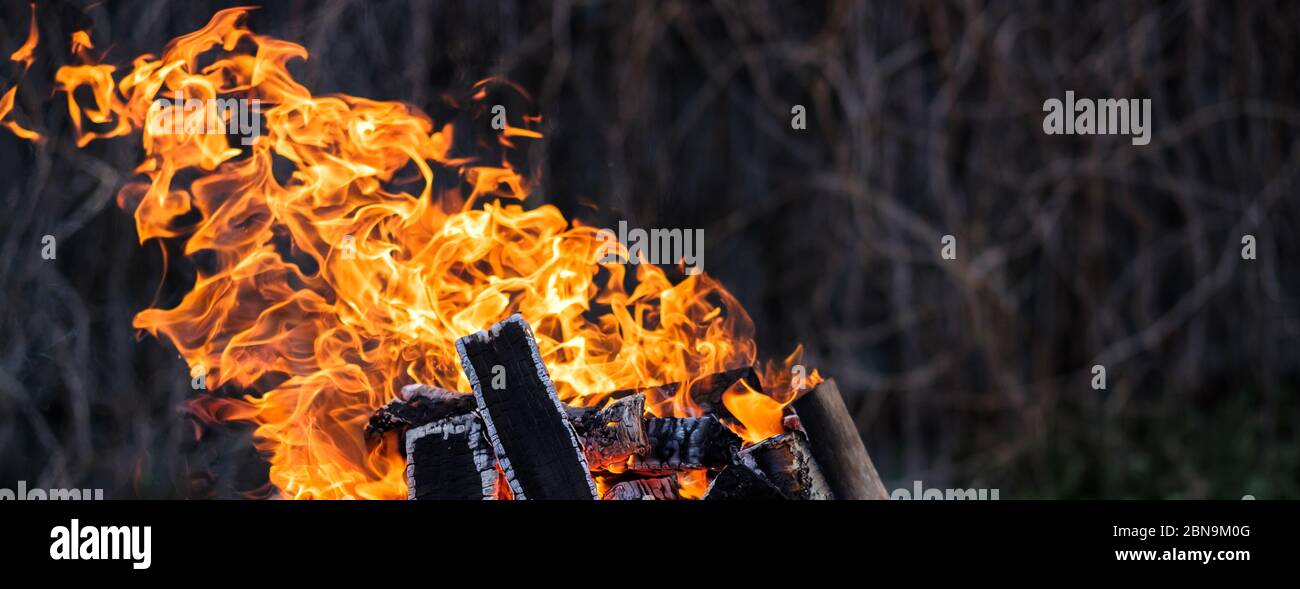 Banner. Una fiamma arancione brillante di fuoco brucia su uno sfondo scuro. Legna da ardere di betulla. Le linguette di fuoco che si infiammano si impadano. Calore intenso. Foto Stock