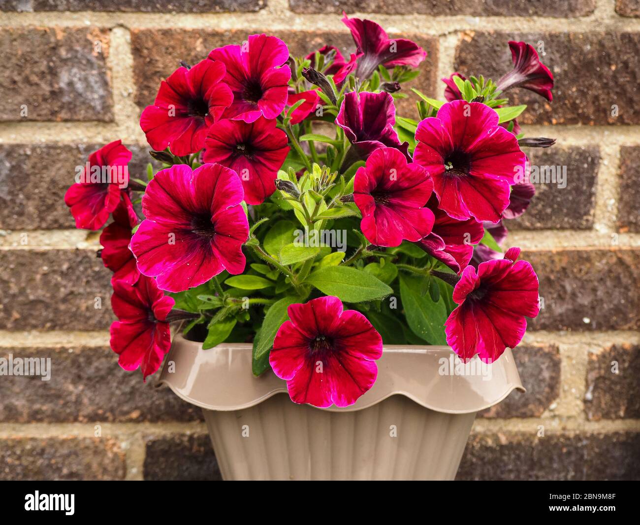 Bella Petunia rosa brillante fiorente in una pentola di plastica di fronte a un muro di mattoni Foto Stock