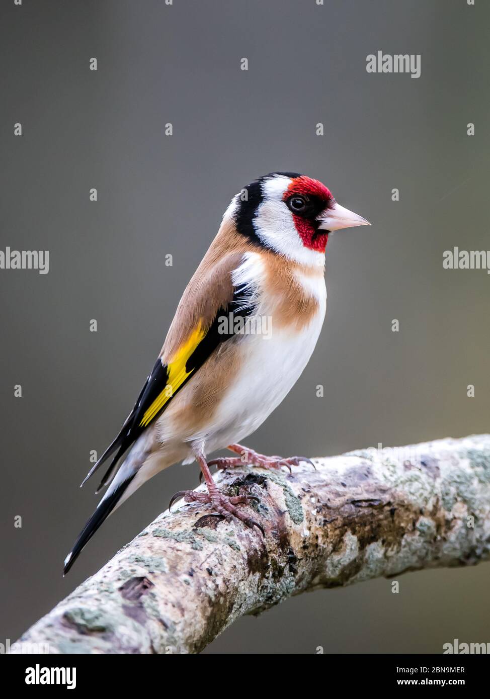Il bellissimo e colorato Goldfinch europeo (Carduelis carduelis) che pervea su un ramo di quercia con un bel sfondo sfocato, Uppland, Svezia Foto Stock