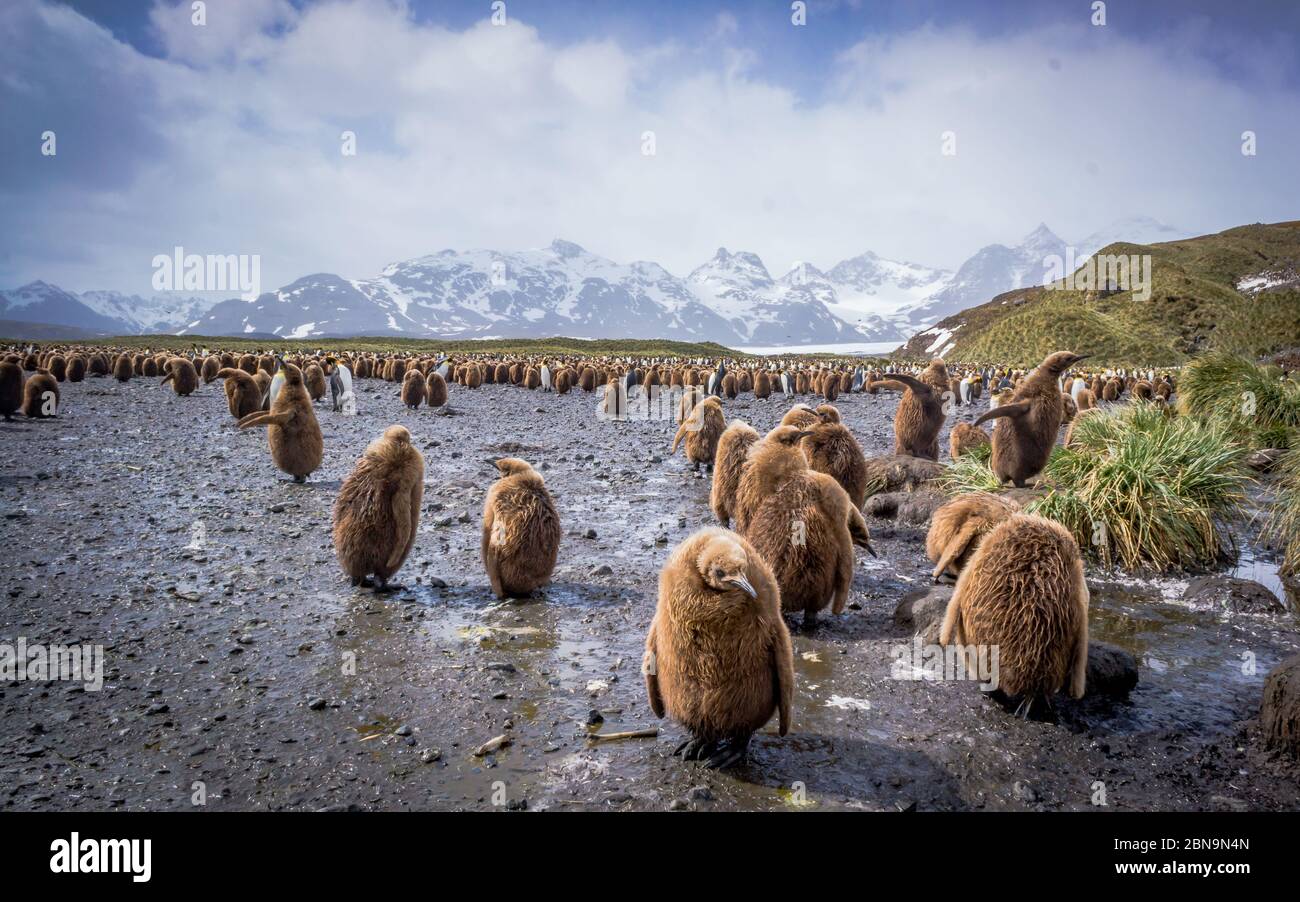 Salisbury Plains ospita migliaia di giovani e adulti pinguini del re Foto Stock