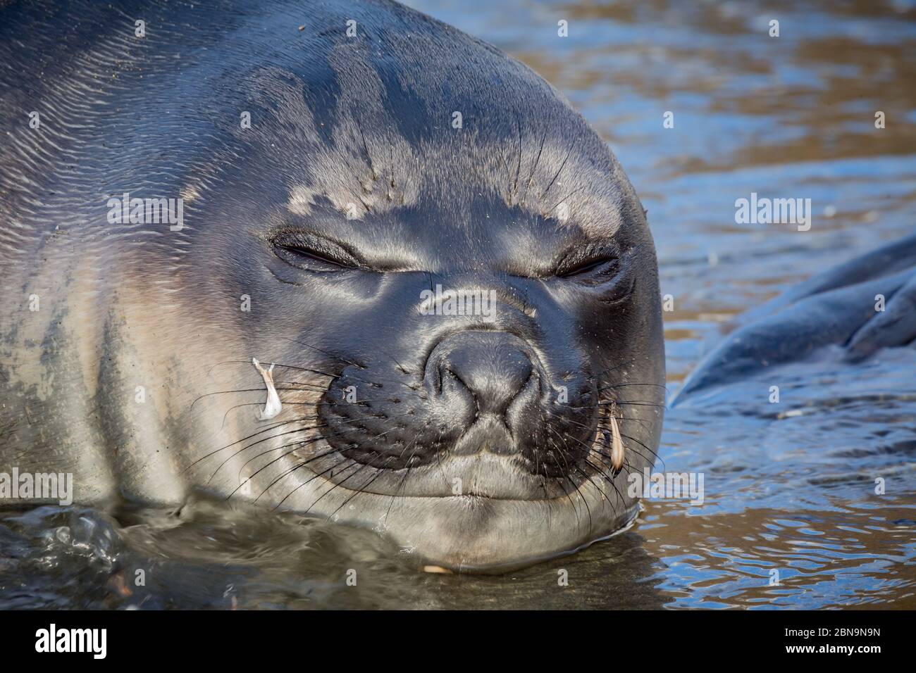 Dormire giovane pelliccia atlantica seal.jpg Foto Stock