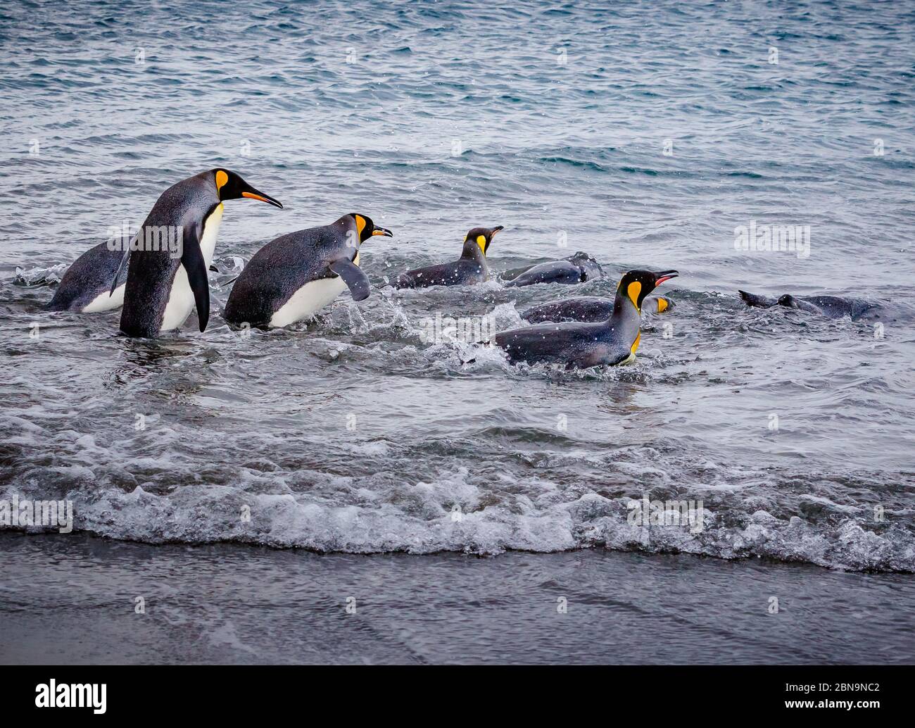 Un piccolo gruppo di pinguini adulti si dirige verso la pesca in mare Foto Stock