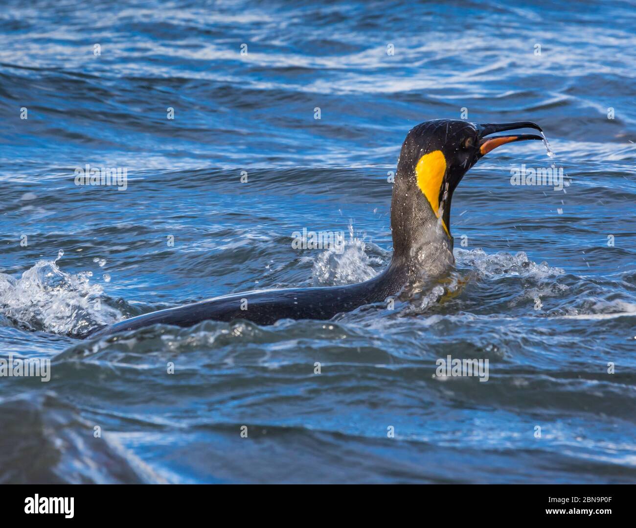 Nuoto pinguino re direzione destra Foto Stock
