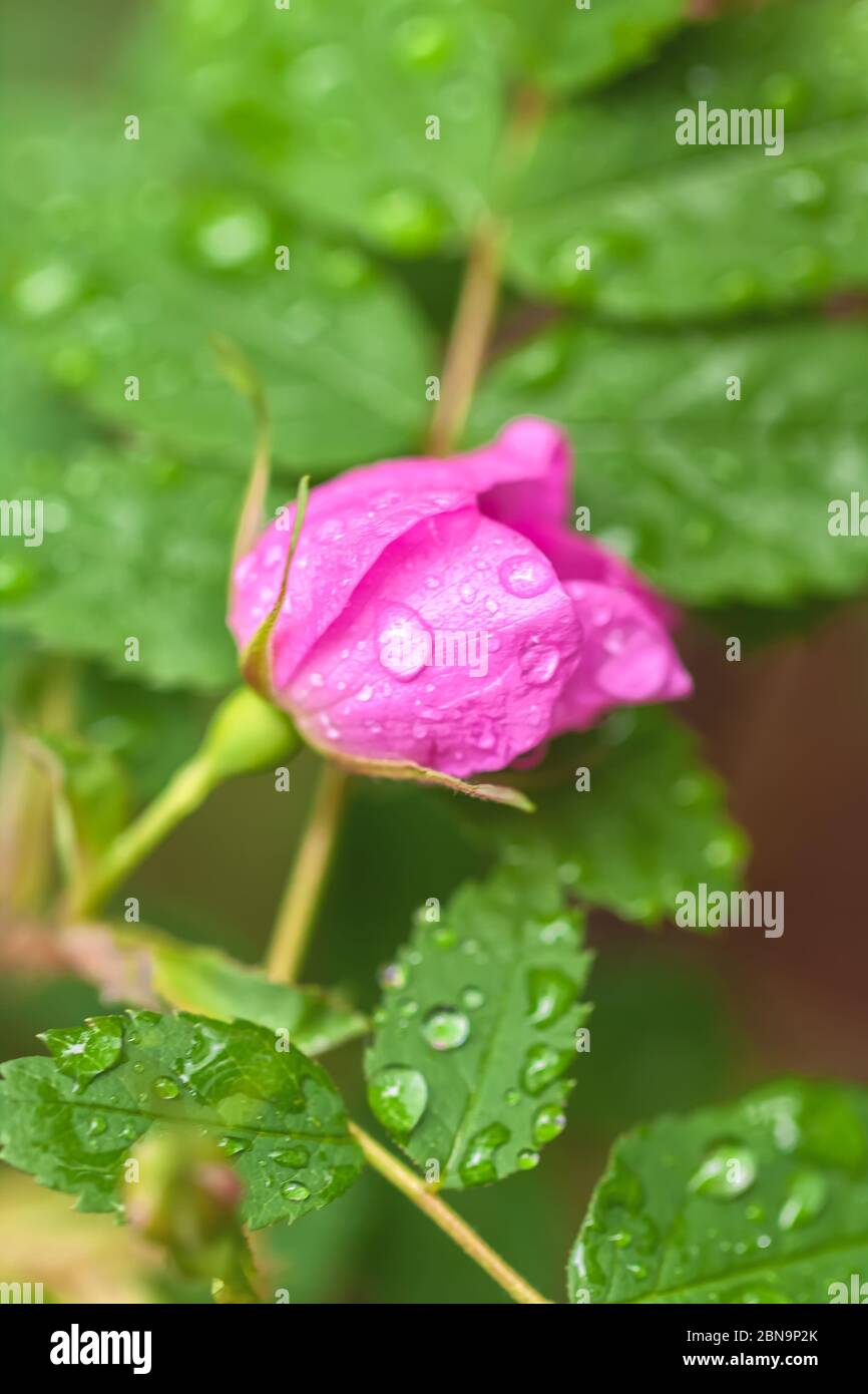Primo piano alla rosa selvaggio e prickly, Rosa acicularis, con le gocce di pioggia. Foto Stock
