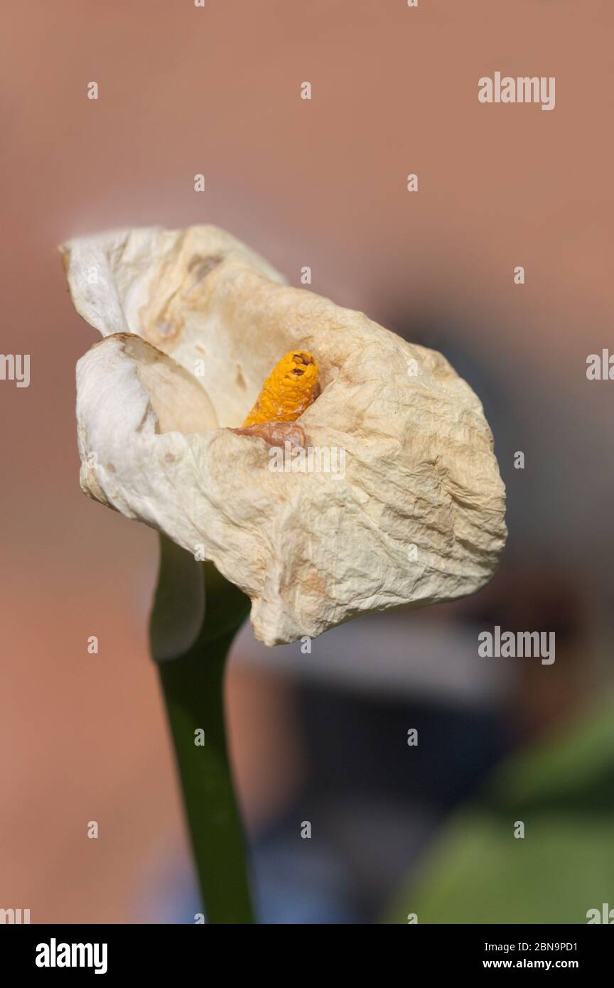 Stato appassito di un fiore bianco di calla giglio, Zantedeschia aethiopica con testo in copia e sfondo sfocato Foto Stock