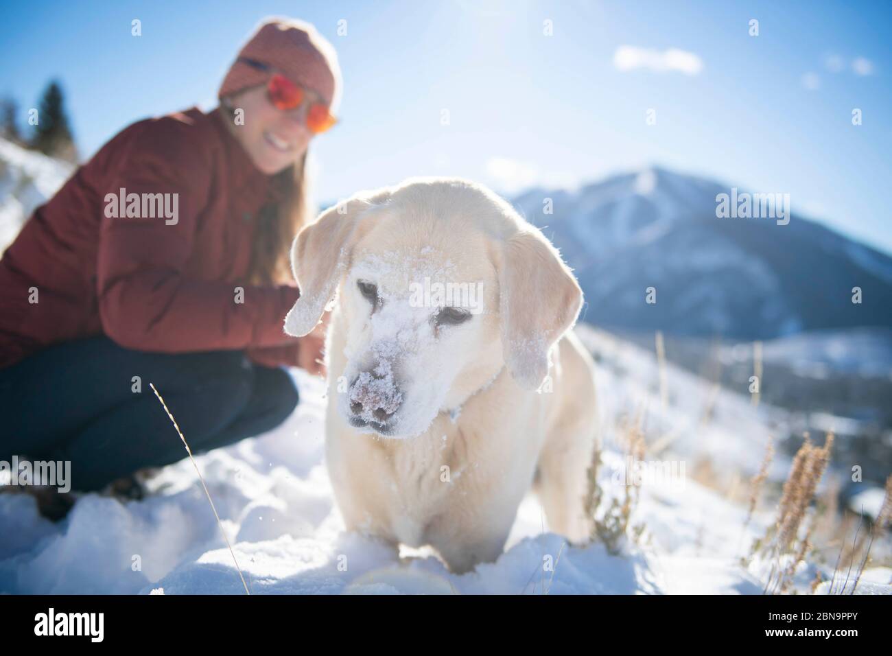 Un laboratorio giallo che gioca nella neve in una passeggiata vicino a Sun Valley. Foto Stock