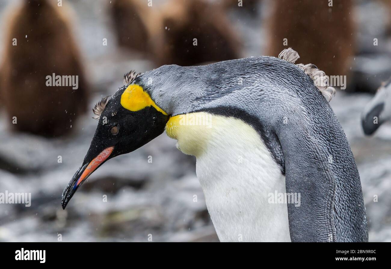 Giovane pinguino re che spara piume invernali Foto Stock
