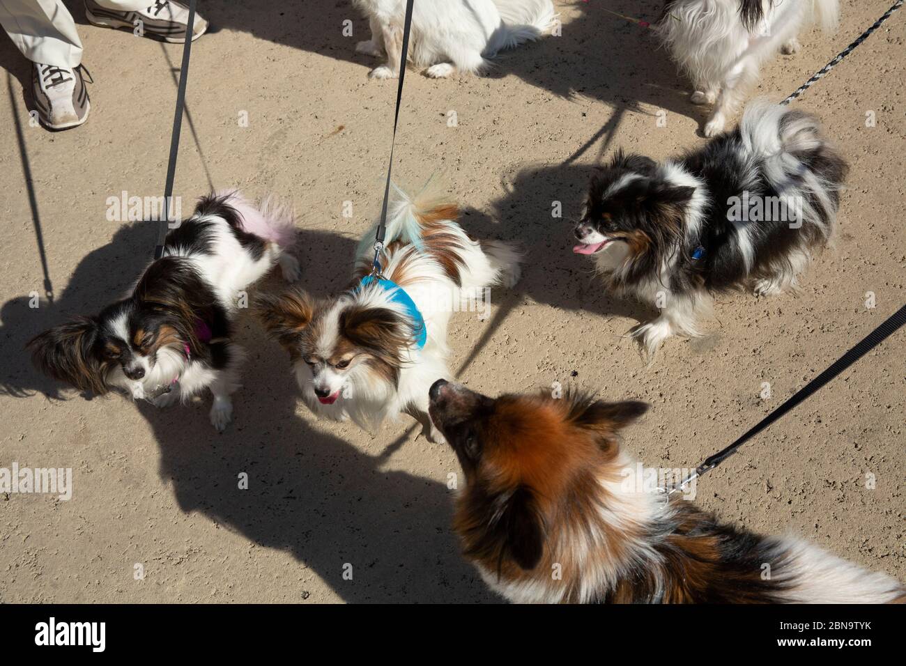 Tre cani chihuahua su guinzaglio al Balboa Park di San Diego Foto Stock