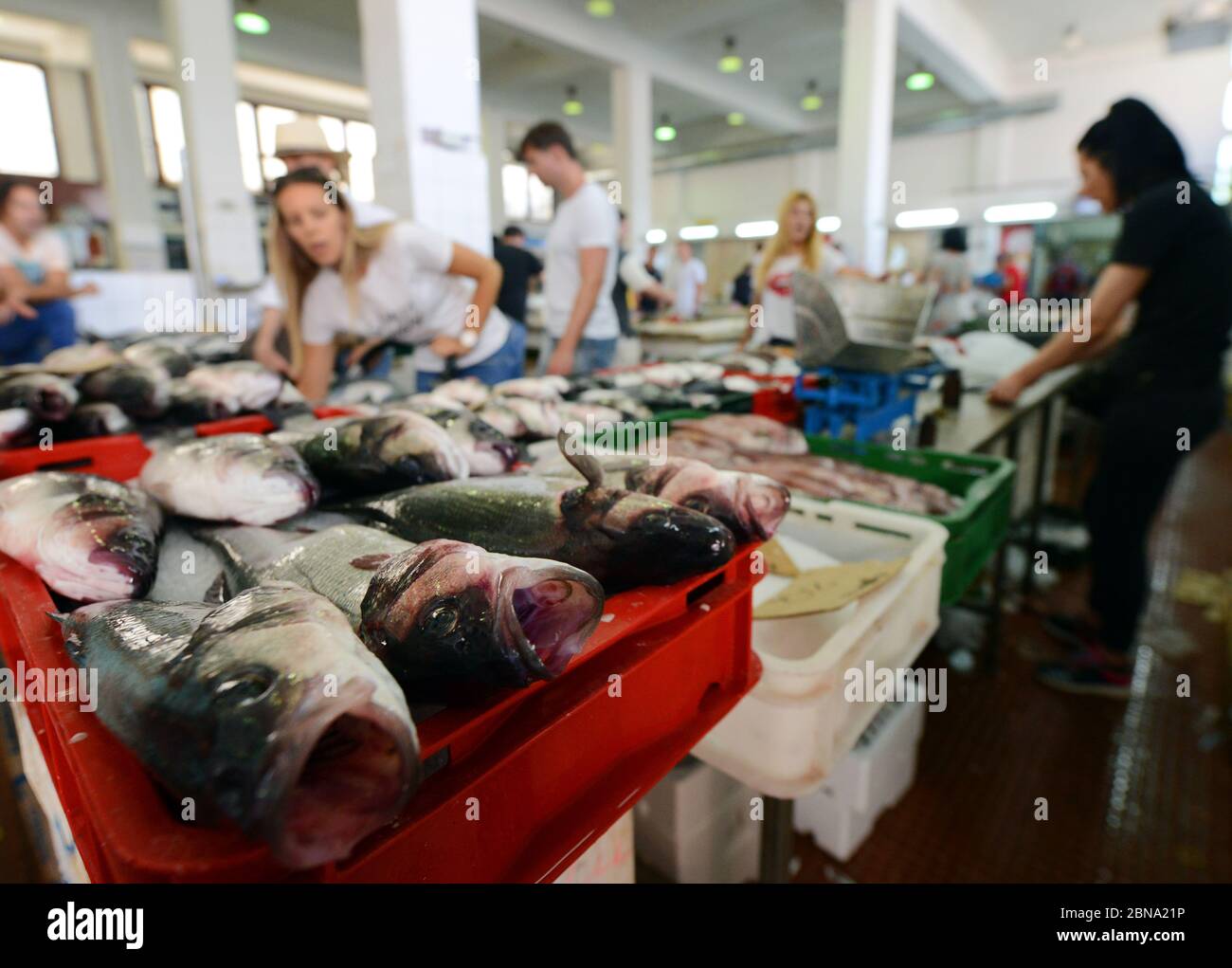 Il mercato del pesce e del pesce a Zadar, Croazia. Foto Stock