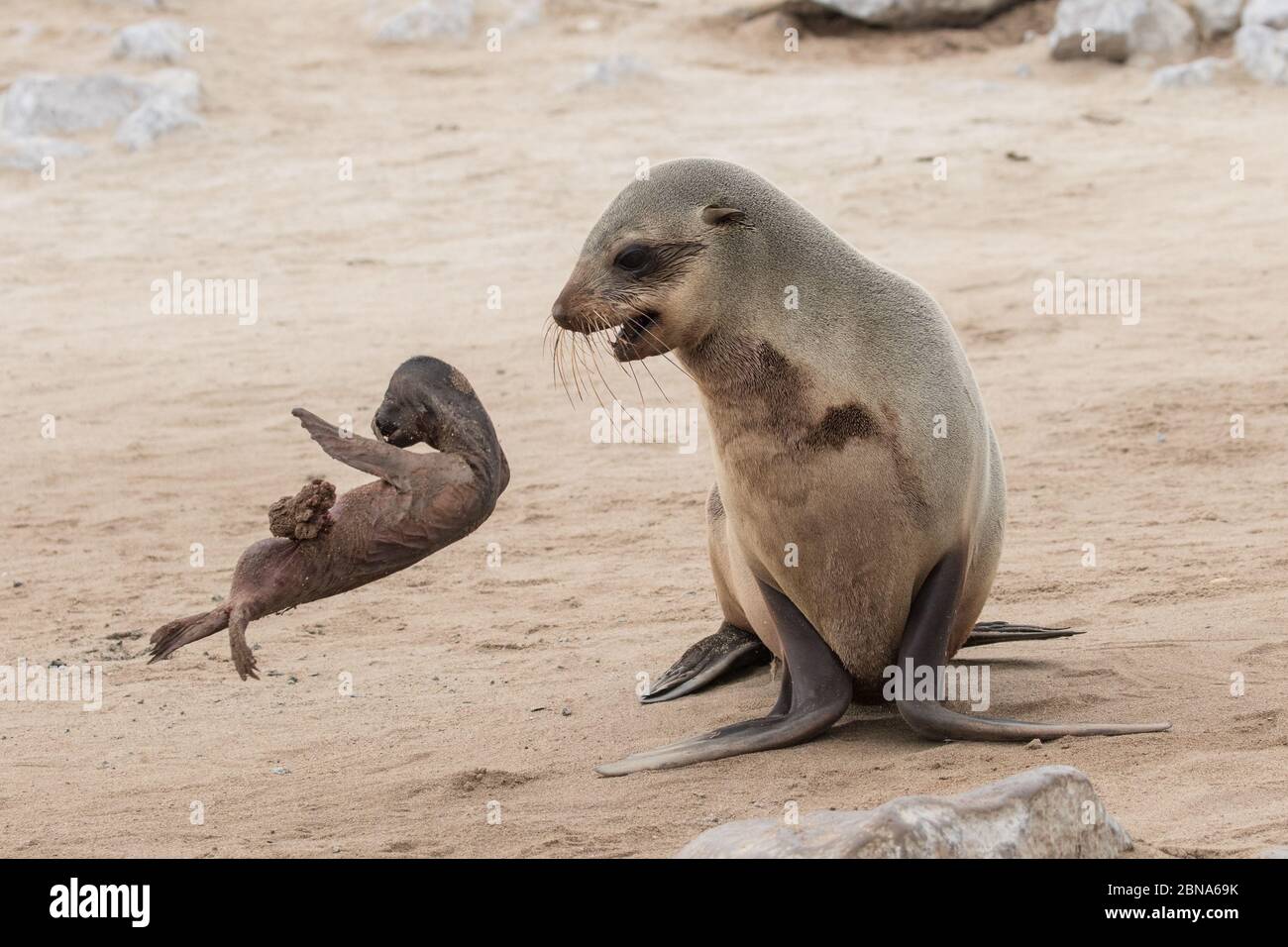 Cape Fur Seal cercando di svegliarsi è morto bambino gettandolo intorno. Foto Stock