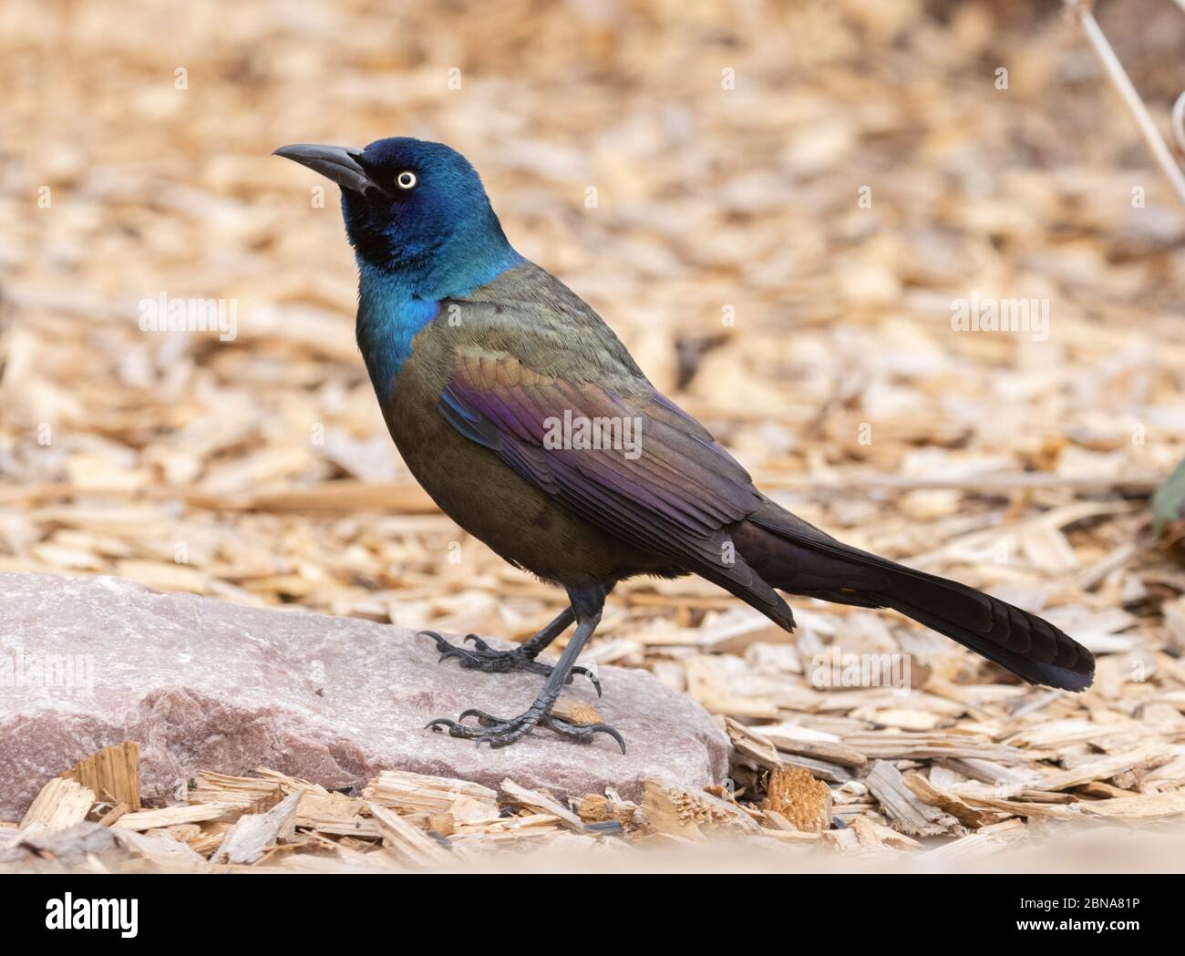 Grackle comune 2 maggio 2020 Brandon, South Dakota Foto Stock