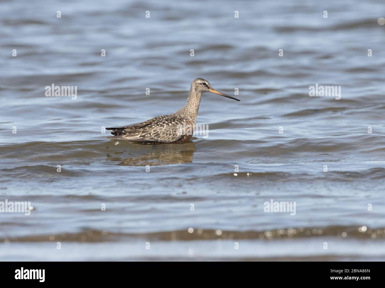 Hudsonian Godwit 23 aprile 2020 Lago Thompson, Dakota del Sud Foto Stock