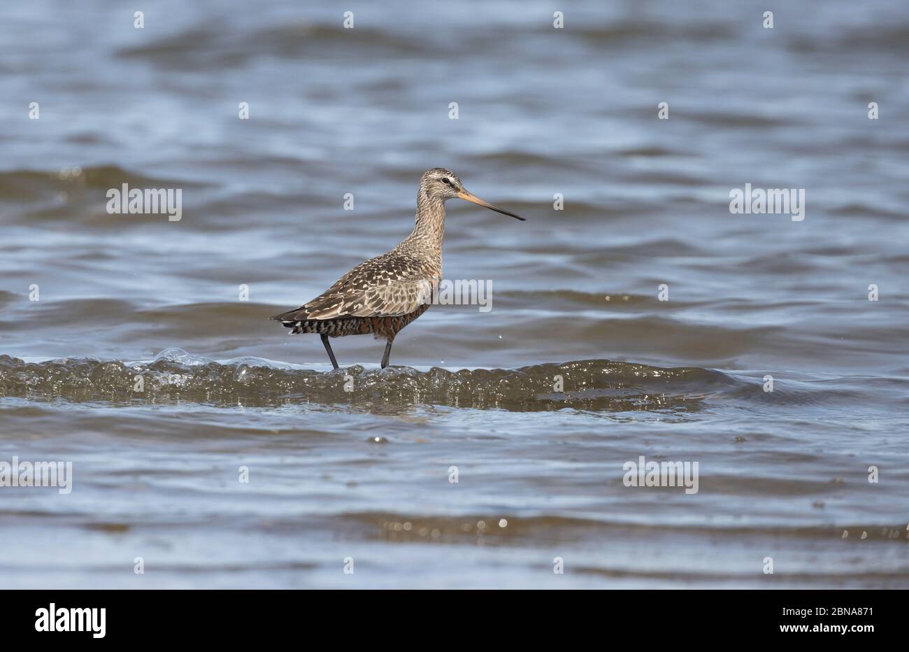 Hudsonian Godwit 23 aprile 2020 Lago Thompson, Dakota del Sud Foto Stock