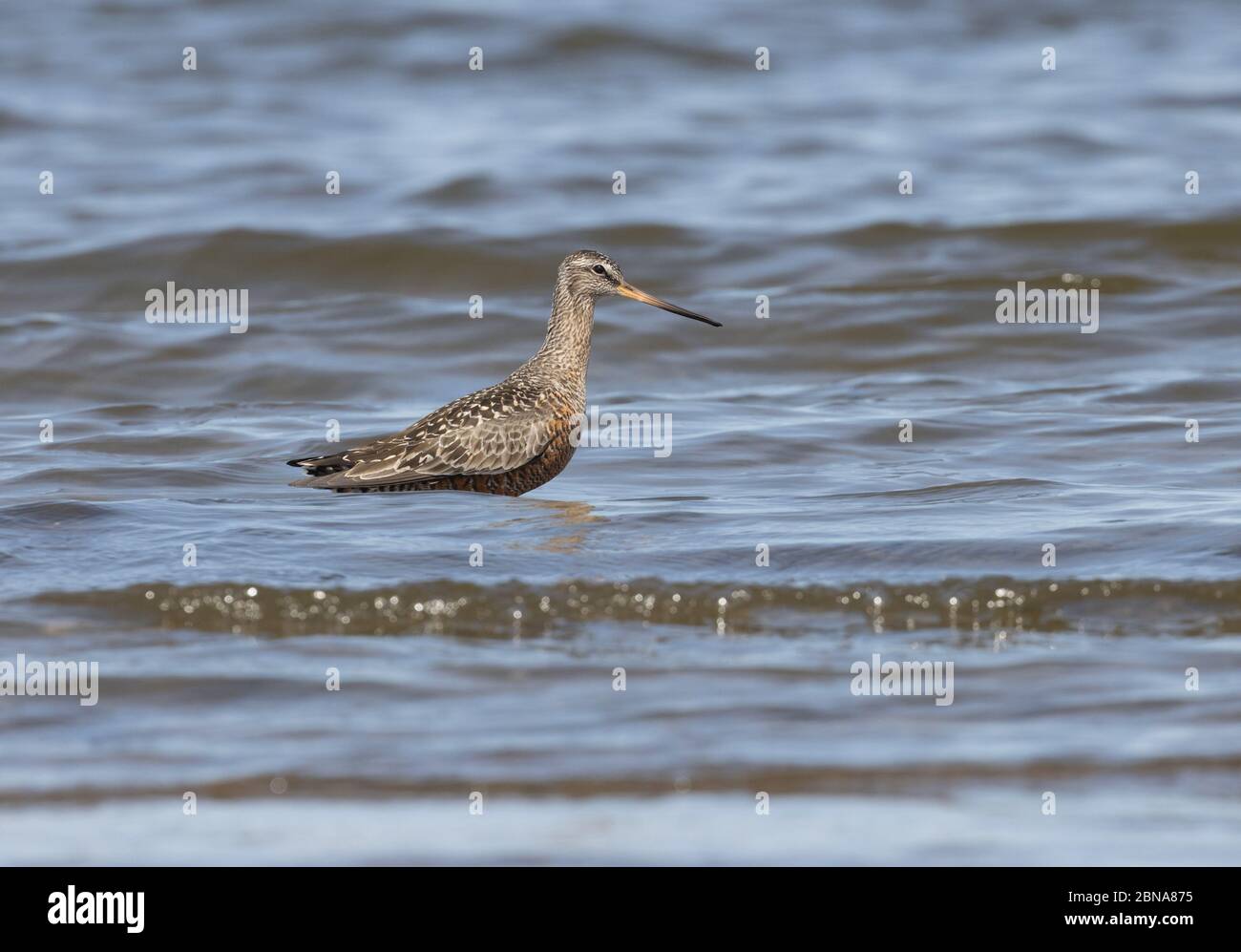 Hudsonian Godwit 23 aprile 2020 Lago Thompson, Dakota del Sud Foto Stock