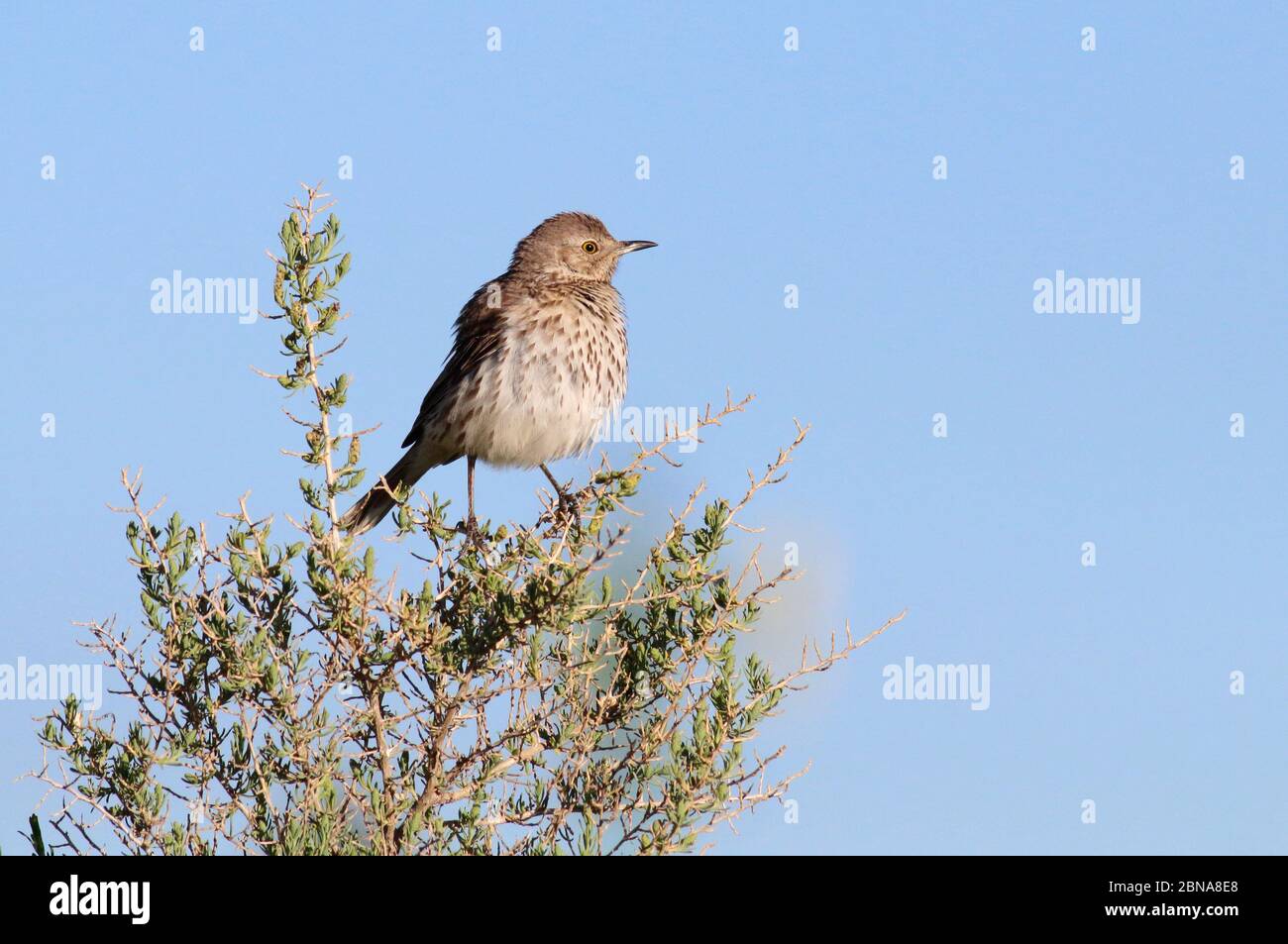 Sage Thrasher 19 giugno 2018 Alamosa National Wildlife Refuge, Colorad Foto Stock