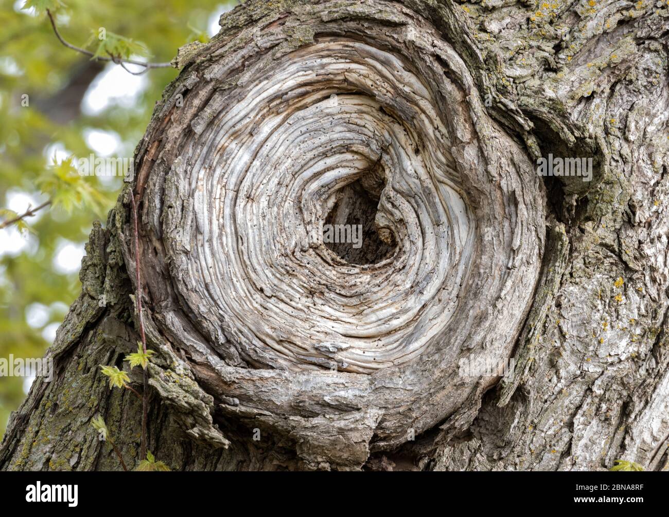 Burl in grande quercia Foto Stock