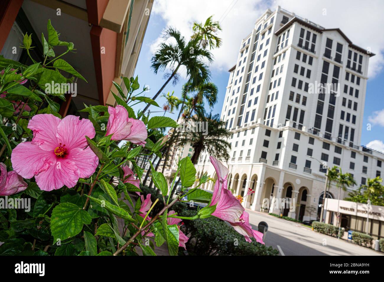 Miami Florida, Coral Gables, Ponce de Leon Boulevard, ibisco fioritura, grattacieli grattacieli grattacieli edificio edifici residenziale, Hibiscus Foto Stock