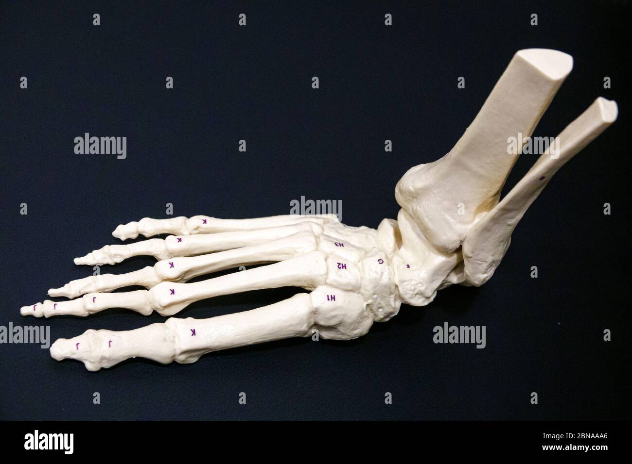 Miami Beach Florida, medico ufficio, piedi artificiali ossa caviglia anatomico scheletro modello, metatarsal, falangi, visitatori viaggio turistico tour Foto Stock