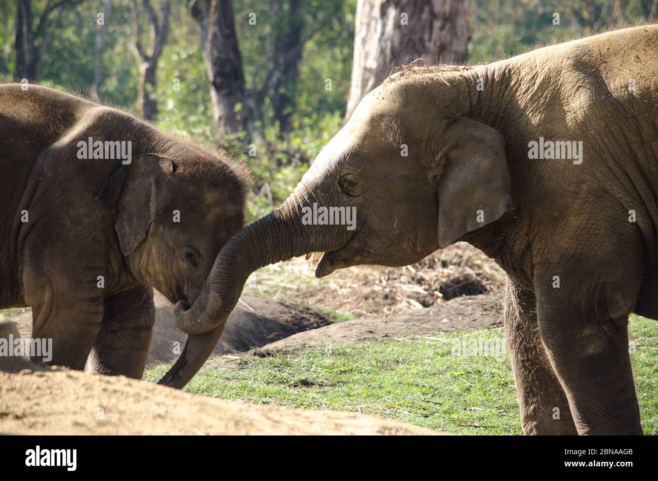 Gli elefanti sono grandi mammiferi della famiglia Elefantidae e dell'ordine Proboscidea. Due specie sono tradizionalmente riconosciute, l'elefante africano e. Foto Stock