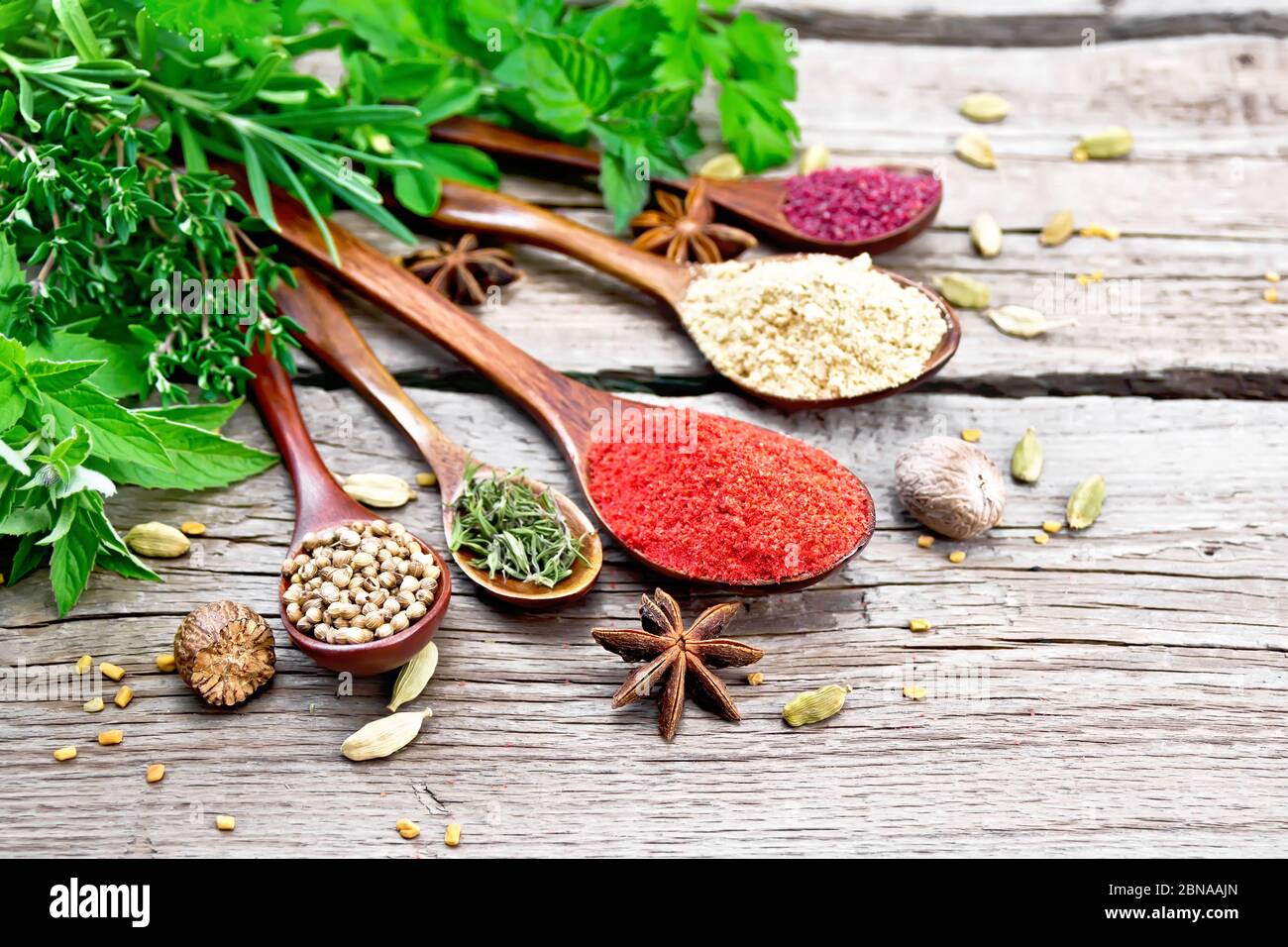 Peperoncino, lo zenzero e coriandolo, timo essiccato e sumac in cucchiai, noce moscata, cardamomo, anice stellato e fieno greco, rosmarino, prezzemolo, timo, menta e saporito Foto Stock