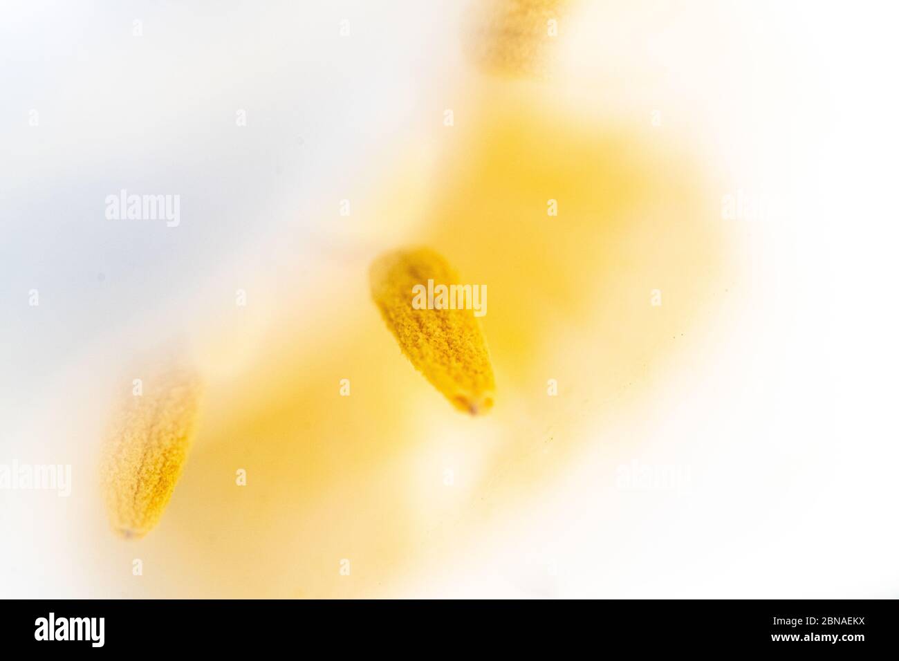 Primo piano di un'antera gialla di un fiore con uno sfondo sfocato Foto Stock