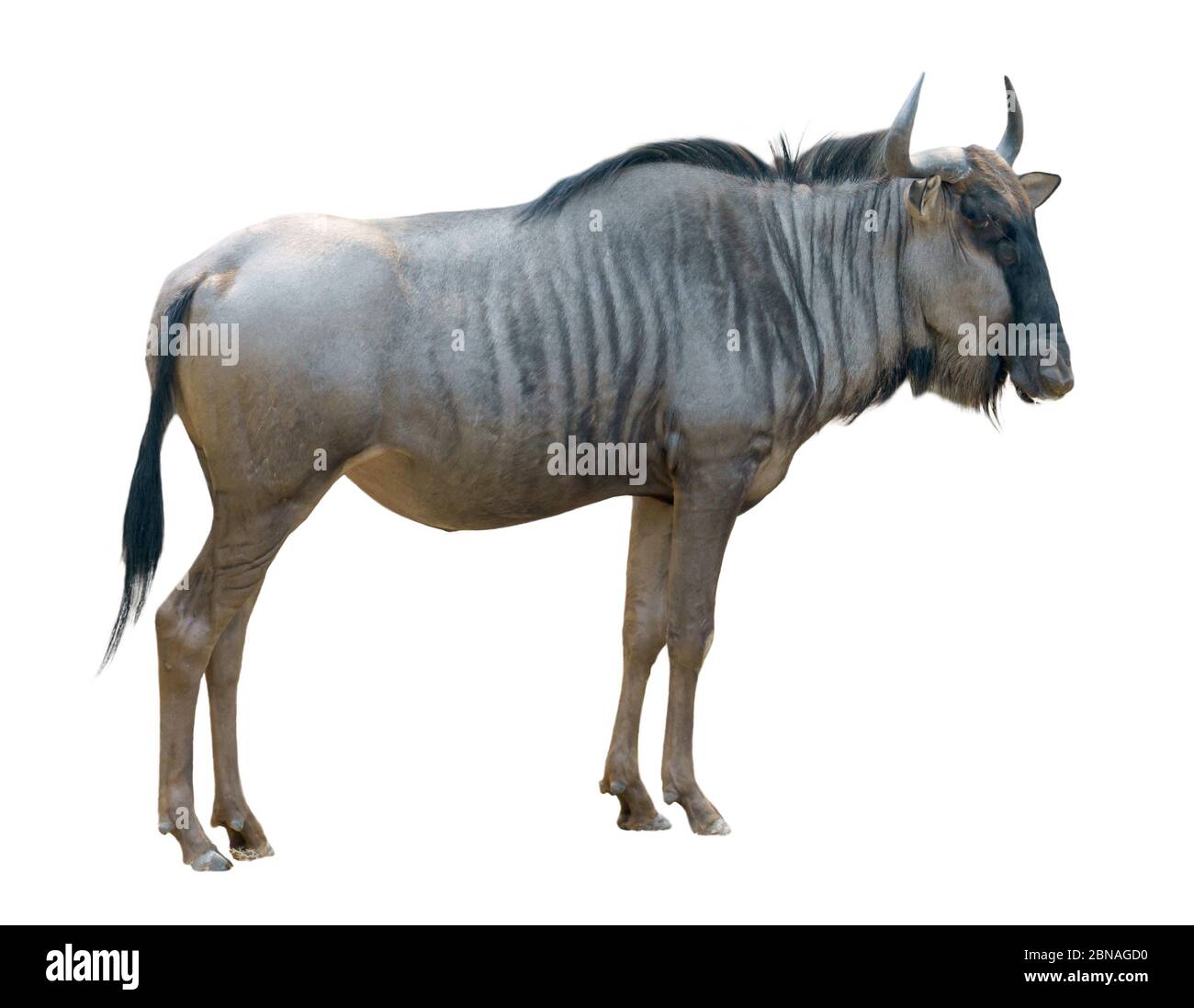 wildebeest o gnu isolato su sfondo bianco Foto Stock