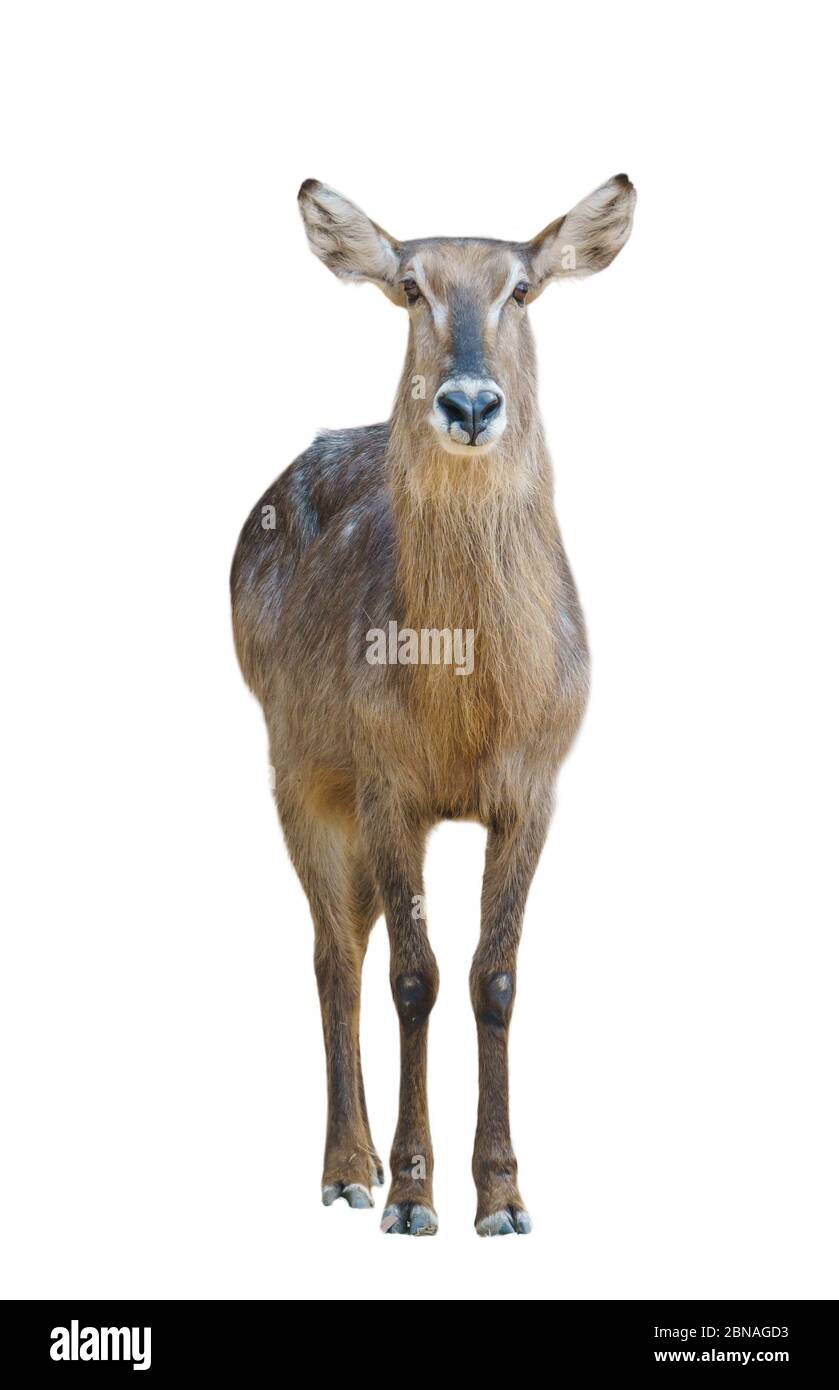acqua buck femmina isolato su sfondo bianco Foto Stock
