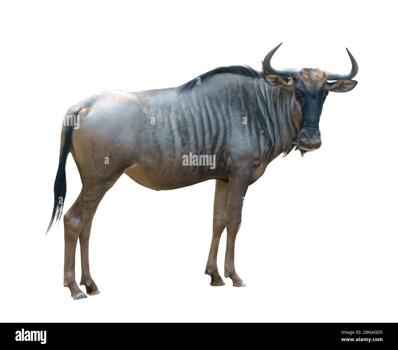 wildebeest o gnu isolato su sfondo bianco Foto Stock