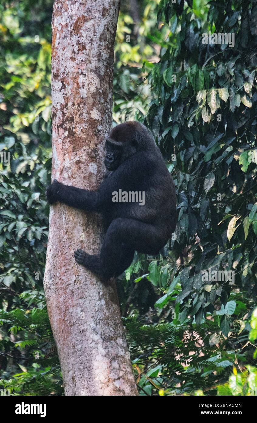 Gorilla (Gorilla gorilla). Maschio silverback dominante. Bai Hokou. Dzanga Sangha Riserva Speciale densa Foresta, Re Centrafricano Foto Stock