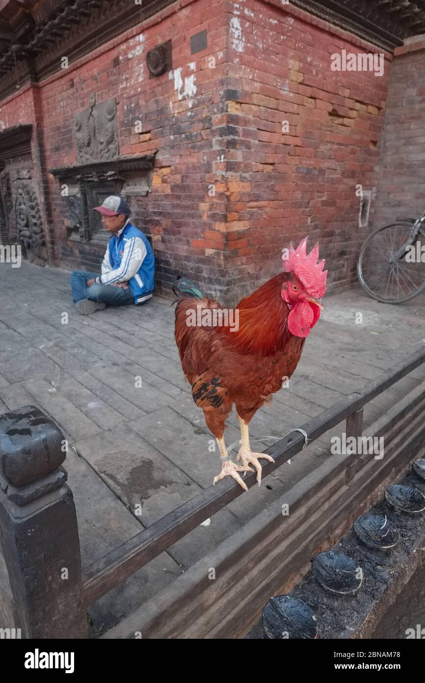 Un gallo si trova sulla recinzione di un tempio a Bhaktapur, nella valle di Kathmandu. Nepal Foto Stock