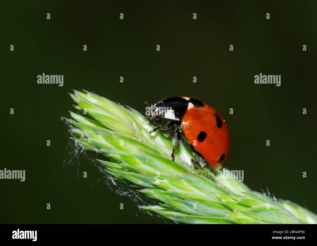primo piano di ladybug su una lama di erba Foto Stock