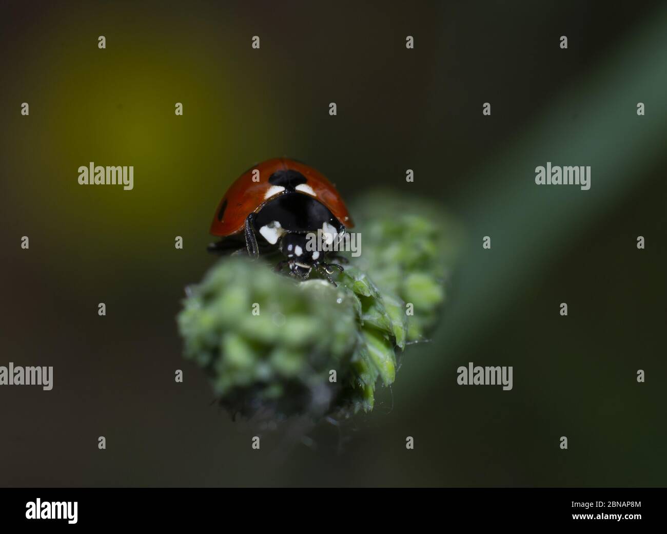 primo piano di un ladybird a sette punti, coccinella settem punctata, su una lama di erba Foto Stock