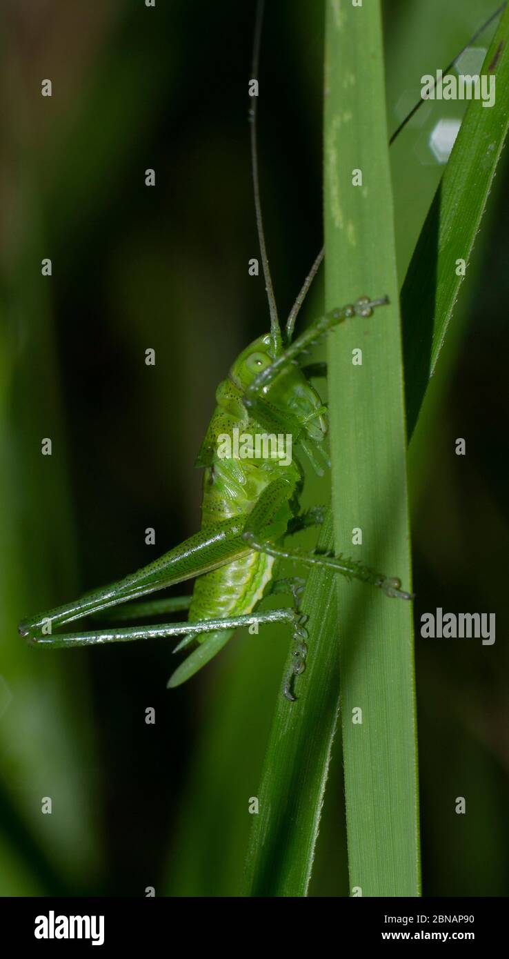 primo piano di cricket verde che sale una lama di erba Foto Stock